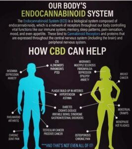 Endocannabinoid System and Information